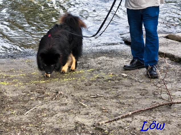 20.4.2025 - Howard der Wasserhund